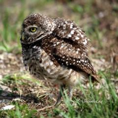 IMG_6313Owlet