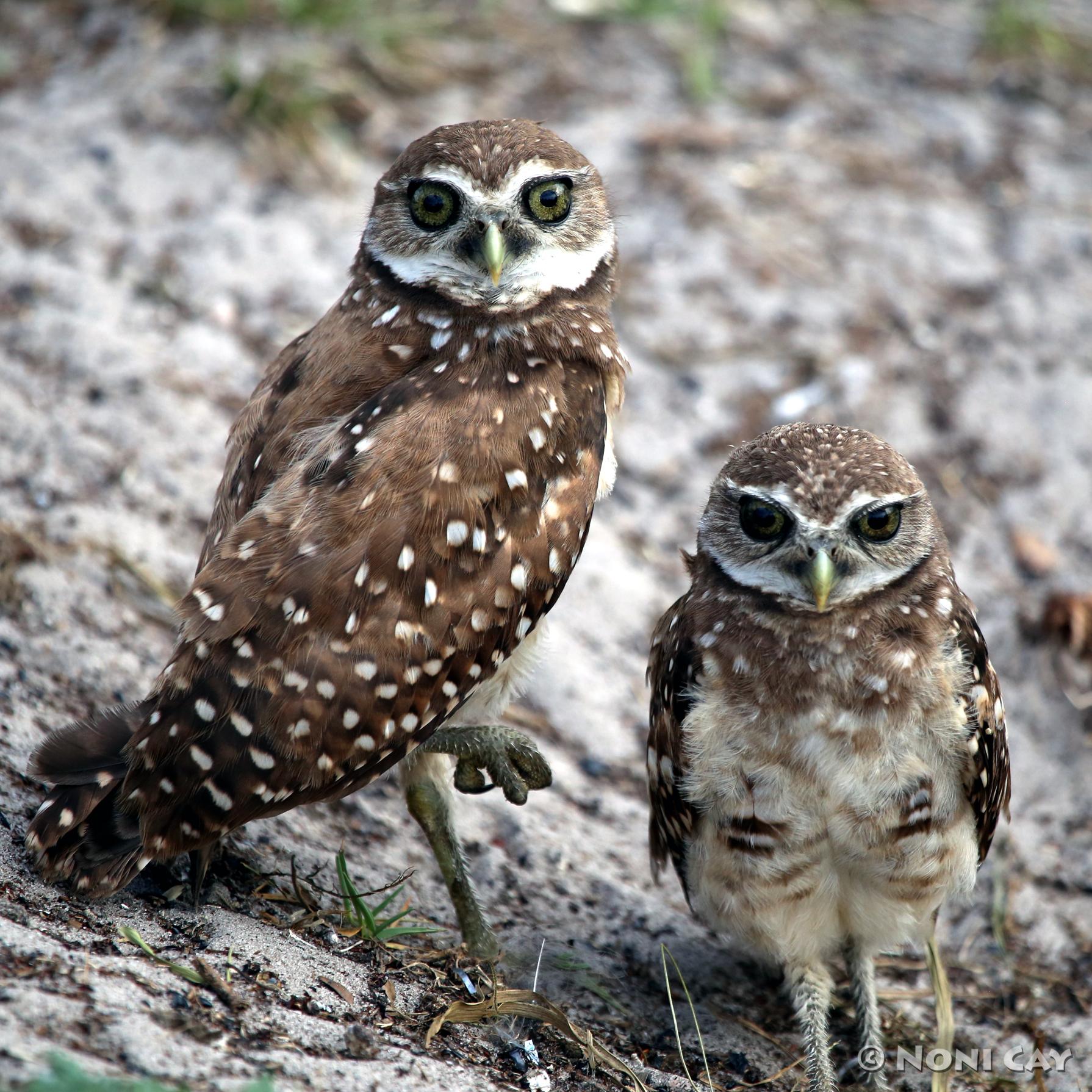 Burrowing Owls | Noni Cay Photography