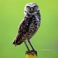 IMG_6450BurrowingOwl