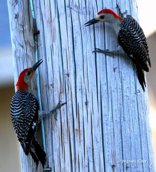 IMG_6502Red-belliedWoodpeckers