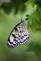 IMG_6619Butterfly