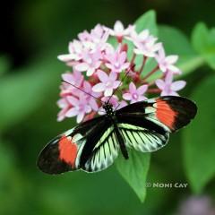 IMG_6695Butterfly