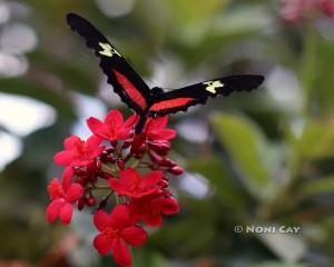 IMG_6704Butterfly