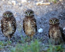 IMG_6790BurrowingOwls