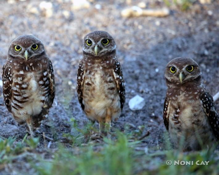 IMG_6790BurrowingOwls