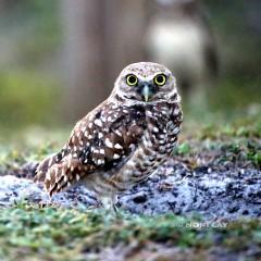 IMG_6835owl