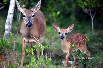 IMG_6878DoewithFawn