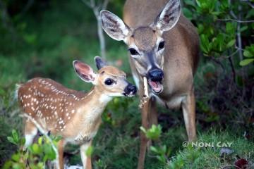 IMG_6886EatingDeerBones