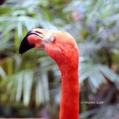 IMG_6936FlamingoHead