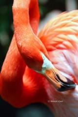 IMG_6940MaleFlamingo