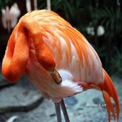 IMG_6969KeyWestFlamingo