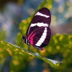 IMG_7009Butterfly