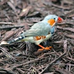 IMG_7064Stick