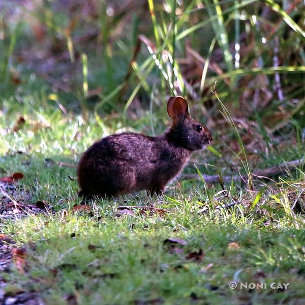 IMG_7261MarshRabbit