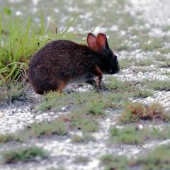 IMG_7286LowerKeysMarshRabbit