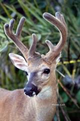 IMG_7444KeyDeerBuck