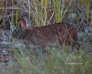 IMG_7461LowerKeysMarshRabbit