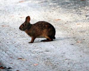 IMG_7512LowerKeysmarshrabbit