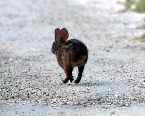 IMG_7514Lowerkeysmarshrabbit.