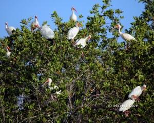 IMG_7528Ibises