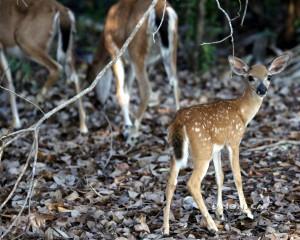 IMG_7607Fawn