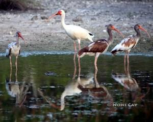 IMG_7805Ibises