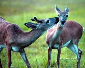 IMG_0439Courtship