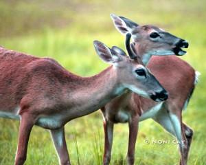 IMG_0449TheCourtship