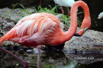 IMG_0633FlamingosinFlorida