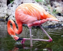 IMG_0680Flamingo