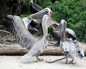 IMG_0736Pelicans