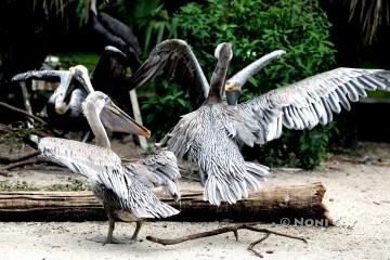 IMG_0749Pelicans