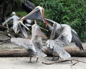 IMG_0757Pelicans