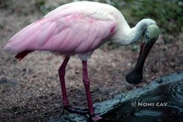 IMG_0832RoseateSpoonbill