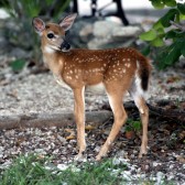 IMG_7659.Fawn