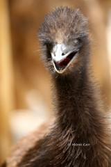 IMG_7881Emu