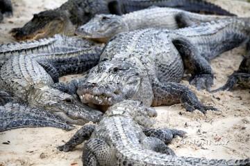 IMG_8016AlligatorsinFlorida