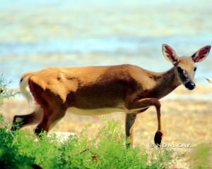 IMG_8093BeachGoer