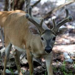 IMG_8115Buck