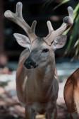 IMG_8163VelvetAntlers