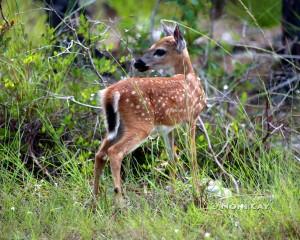 IMG_8200Fawn