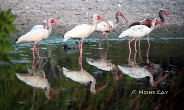 IMG_8222Ibises