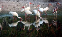 IMG_8228Ibises