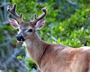 IMG_8230Buck