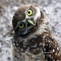 IMG_8270BurrowingOwl