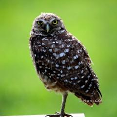 IMG_8334BurrowingOwl