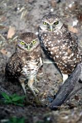 IMG_8379Owls