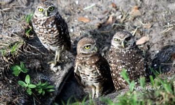 IMG_8395ThreeWiseOwls