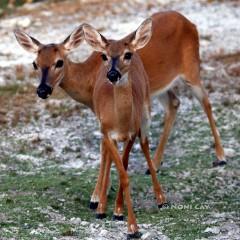 IMG_8515DoubleDeer