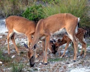 IMG_8569KeyDeer